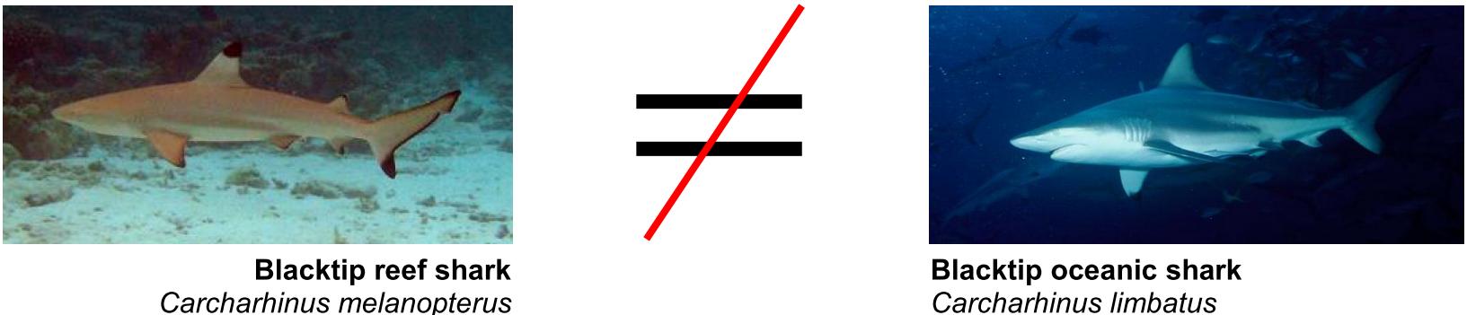 taxo4254 - Carcharhinus melanopterus